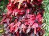 Croton flower